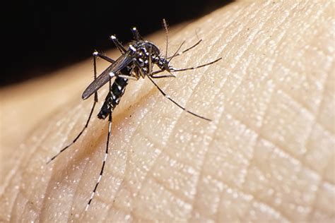 Mosquito Breeds Arrival Requires An Updated Approach To Prevention