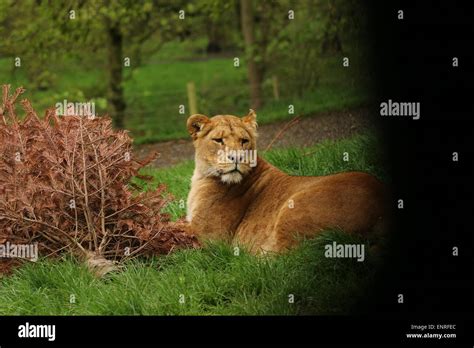 Pride Of Lions Stock Photo Alamy