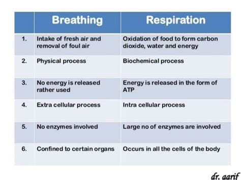 Breathing And Respiration Biology