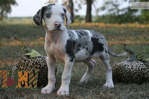 Great dane rescue of southeast texas great danes. Brock: Great Dane puppy for sale near Houston, Texas ...