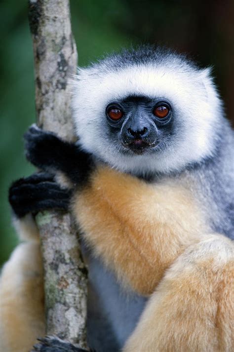 Diademed Sifaka Propithecus Diadema Photograph By Animal Images Fine