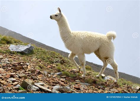 White Llama Lama Glama Stock Photo Image Of America 137457094