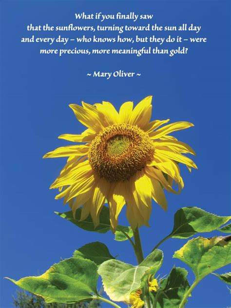 Sunflower Quotes Or Poems Quotesgram