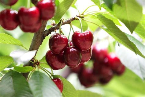 Chilean Cherries Harvest And Export Season Has Begun
