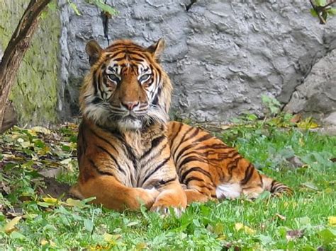 Types Of Tigers Around The World Tiger Subspecies