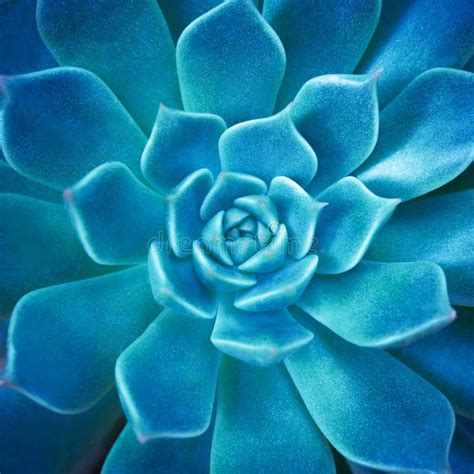 709 Abstract Blue Cactus Wallpaper Stock Photos Free And Royalty Free