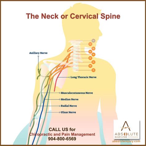 Spinal Anatomy Nerve Pain Neck Cervical Spine Absolute Injury And Pain