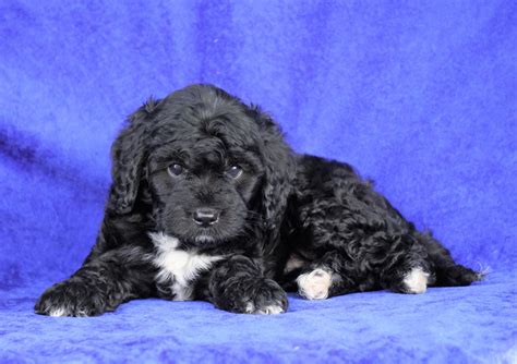 Mini Aussiedoodle For Sale Millersburg Oh Female Judy Ac Puppies Llc