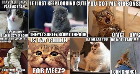 15 Hilarious Memes That Cat Lovers Everywhere Will Appreciate