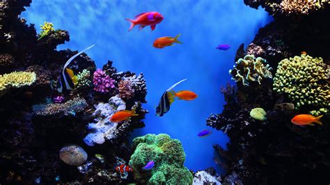 500 Aquarium 4k Uhd Wallpapers And Background Beautiful Best Available