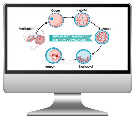 Fertilización Humana Y Desarrollo Embrionario Ilustración Del Vector