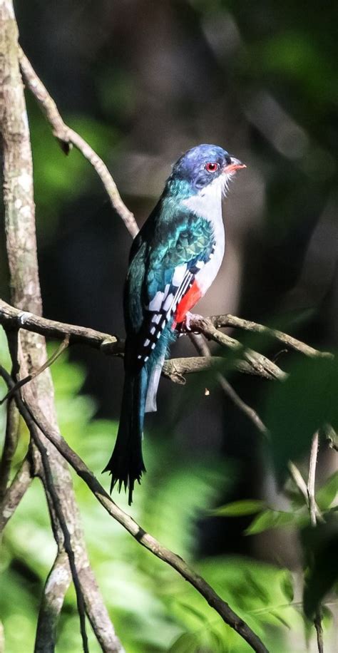 Cuba National Bird And Flower As Wonderful Account Photography