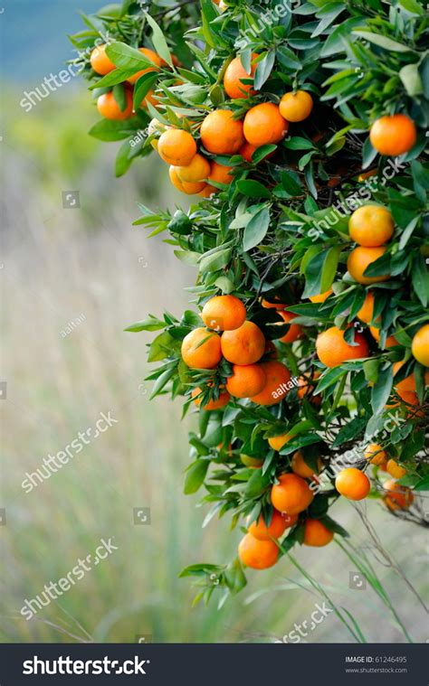 Orange Trees With Fruits On Plantation Stock Photo 61246495 Shutterstock