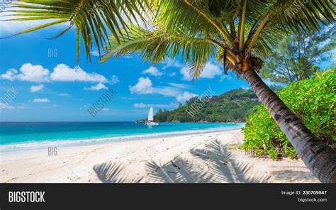 Sandy Beach Palm Trees Image And Photo Free Trial Bigstock