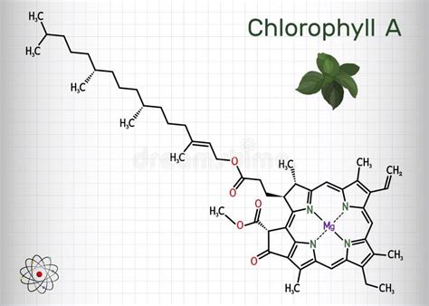 Clorofila a Molécula De Clorofila Es Pigmento Fotosintético Utilizado