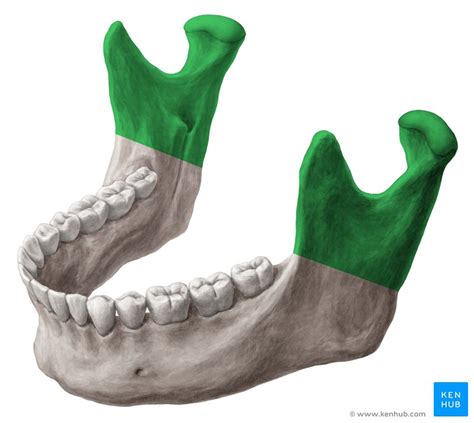 The Mandible Anatomy Structure Function Kenhub