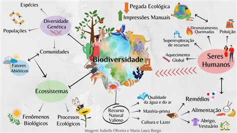 Mapa Mental De Biodiversidade ENSINO