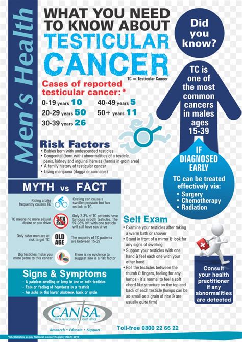 Testicular Cancer Testicle Health Prostate Cancer Png 1020x1442px