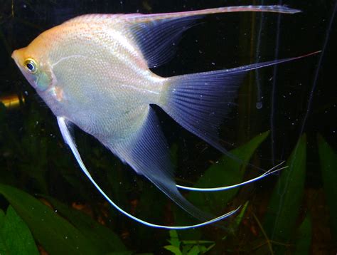 Fileangel Fish White
