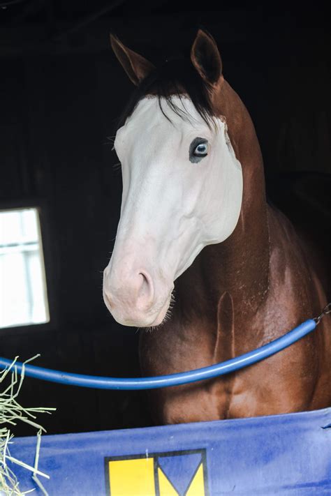 Southern Phantom The White Faced Horse Whos The Speak Of The