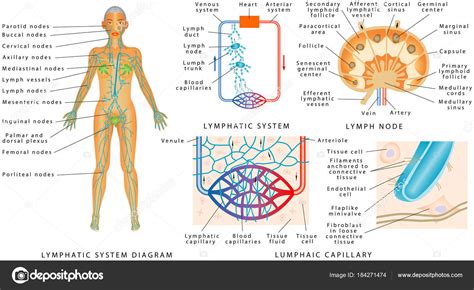 The lymphatic system of the human body is subdivided into a superficial and a deep system. Lymfatický Systém Mízní Diagram Lidských Struktura Uzliny Varhany Lymfatického Systému — Stock ...