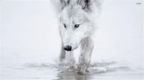 Wolf wallpapers for 4k, 1080p hd and 720p hd resolutions and are best suited for desktops, android phones, tablets, ps4 wallpapers. White Wolf Wallpapers High Quality Resolution | Animals HD ...