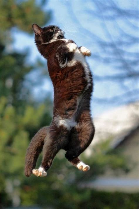 Psbattle Cat Jumping Rphotoshopbattles