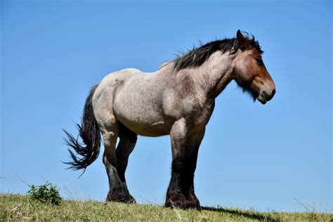10 Of The Worlds Tallest Horses Amazing Heights And Interesting Facts