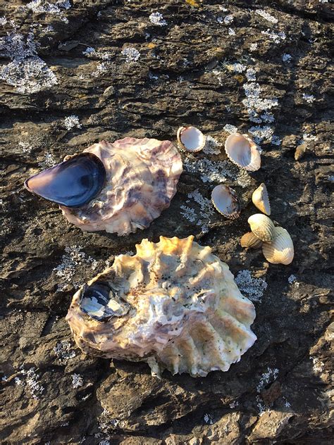 Free Photo Seashell Sea Shell Ocean Shoreline Beach Shell Hippopx