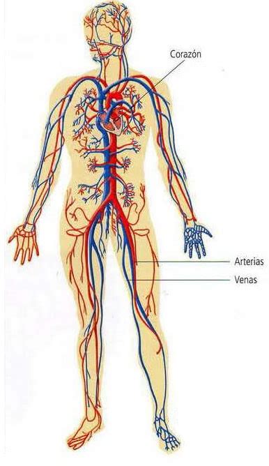 Dibujo Del Aparato Circulatorio Sistema Circulatorio Sistemas Del