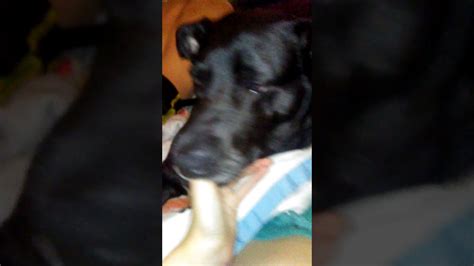 Dog Sucking On Thumb Youtube
