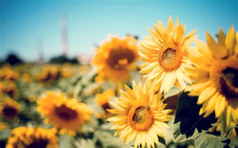 Happy Sunflowers Wallpapers Wallpaper Cave