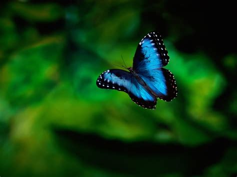 Leptir U Letu Download Besplatna Pozadina Za Desktop životinje