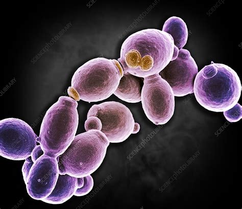 Candida Albicans Sem Stock Image C0435775 Science Photo Library