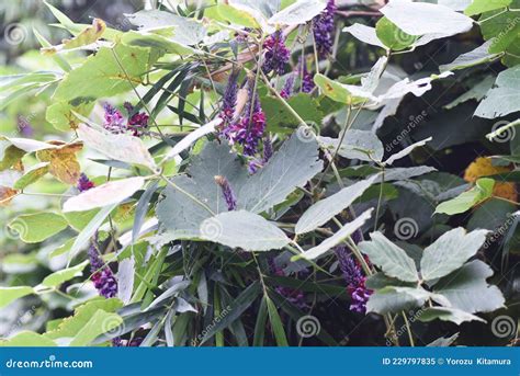 Kudzu Flowers Stock Image Image Of Floral Edible 229797835