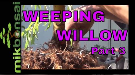 Repotting And Root Pruning A Bonsai Weeping Willow Grown From Cuttings