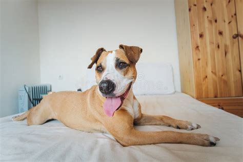 Dog Chilling On A Human Bed In A Bedroom Stock Photo Image Of Human