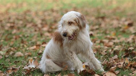The letter j also happens to be the most popular initials for baby boys. 2014 Most Popular Male Dog Names | abc11.com