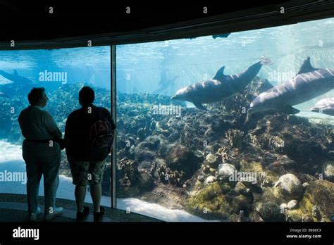 Underwater Viewing Area At Dolphin Cove Sea World Orlando Central