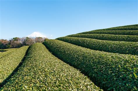 Premium Photo Mount Fuji With Snow And Closeup Of Green Tea