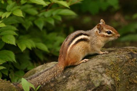 A Small Chipmun Sitting On Top Of A Rock