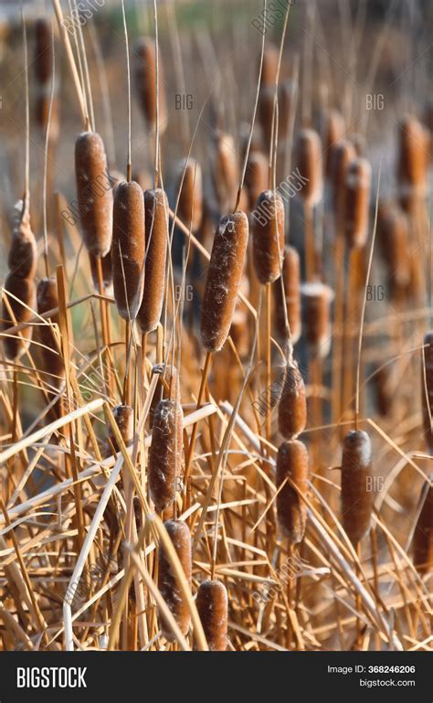 Thickets Dry Cattails Image And Photo Free Trial Bigstock