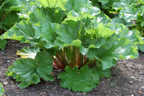 Temperate Climate Permaculture Permaculture Plants Rhubarb