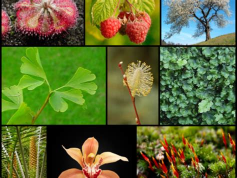 How to lyse plant cells. Do plants have stem cells? | Questions | Naked Scientists