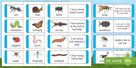 Minibeast Description Cards Teacher Made