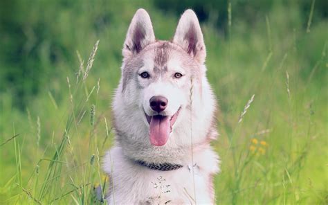 Download Wallpapers Siberian Husky Muzzle Pets Cute Animals Husky