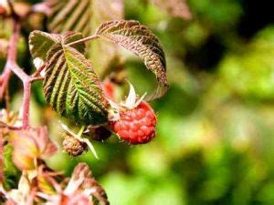 Complete Guide To Raspberry Plant Problems Home Garden Vegetables