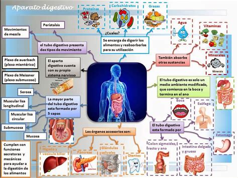 Fisiologia Sistema Digestivo Mapa Conceptual Pdmrea My Xxx Hot Girl