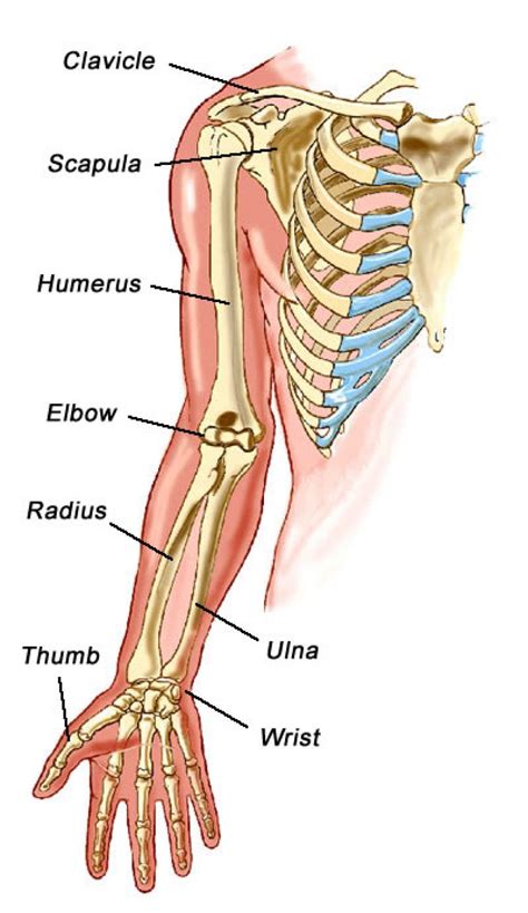 Human Body Anatomy Human Bones Anatomy Human Skeleton Anatomy