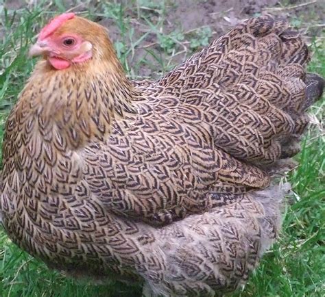 Mysterious Poultry Breeding Terms Sex Linking And Double Mating Hens And Bantam Chickens Sussex